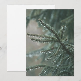 Green spruce tree close-up, Christmas esthetic Holiday Card