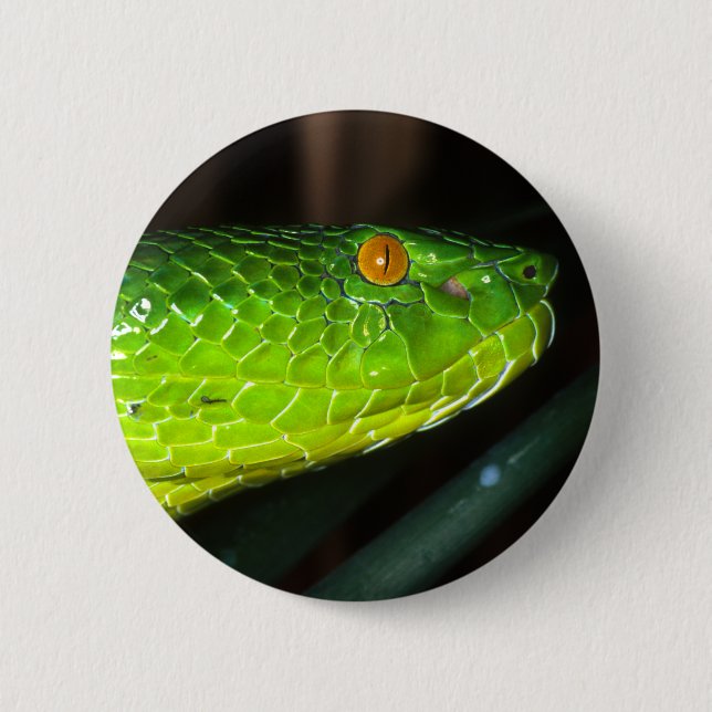 Green Stejneger's pit viper snake 6 Cm Round Badge (Front)