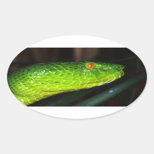 Green Stejneger's pit viper snake Oval Sticker