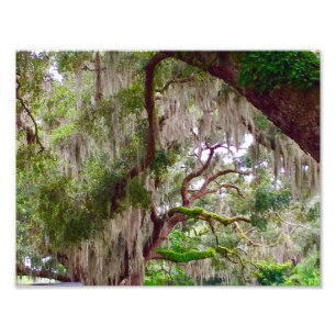 Green Stillness – Mossy Oak in a Tranquil Forest Photo Print