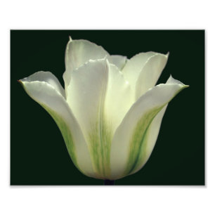 Green Striped Tulip Flower Close Up 8x10 Photo Print