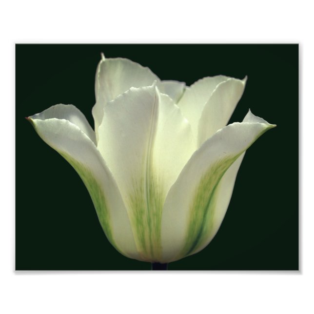 Green Striped Tulip Flower Close Up 8x10 Photo Print (Front)