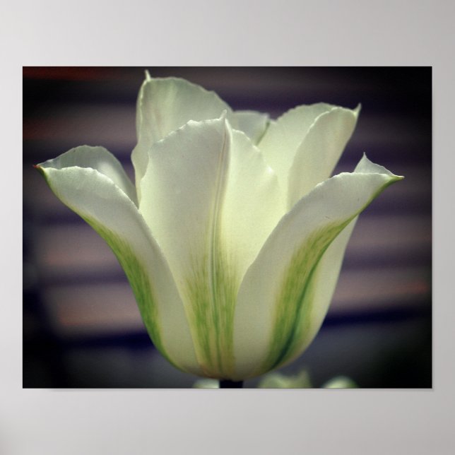 Green Striped Tulip Flower Close Up Poster (Front)