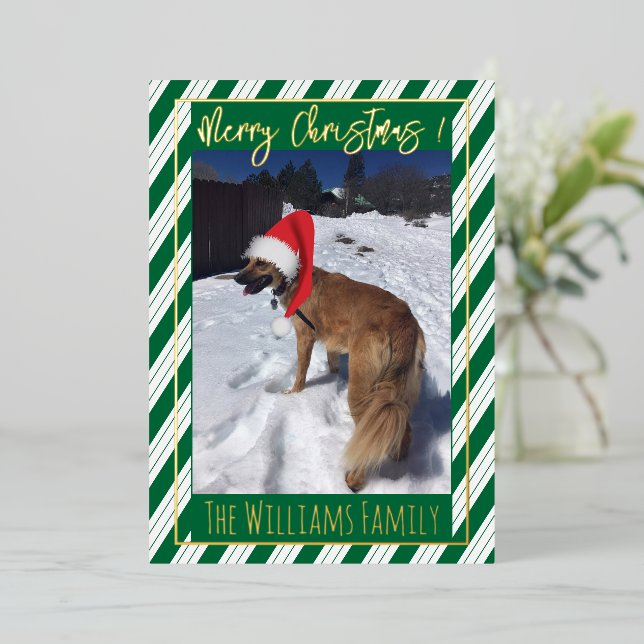 Green Stripes Single Dog Photo Foil Holiday Card (Standing Front)
