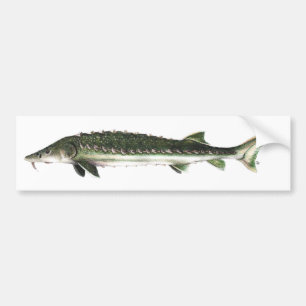 Green Sturgeon - Acipenser medirostris Bumper Sticker