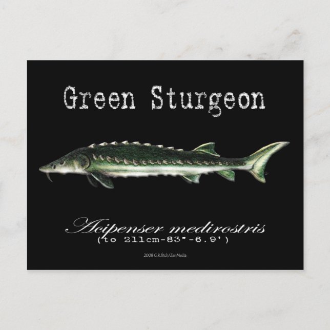 Green Sturgeon-Black-Postcard Postcard (Front)