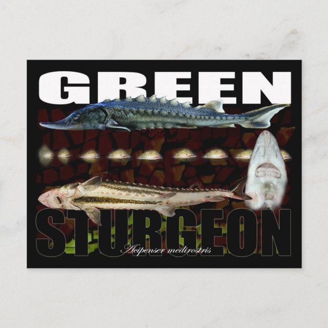 Green Sturgeon-Collage-Postcard Postcard (Front)