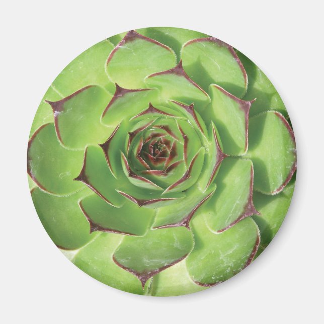 Green Succulent Cactus Spring Flower Magnet (Front)