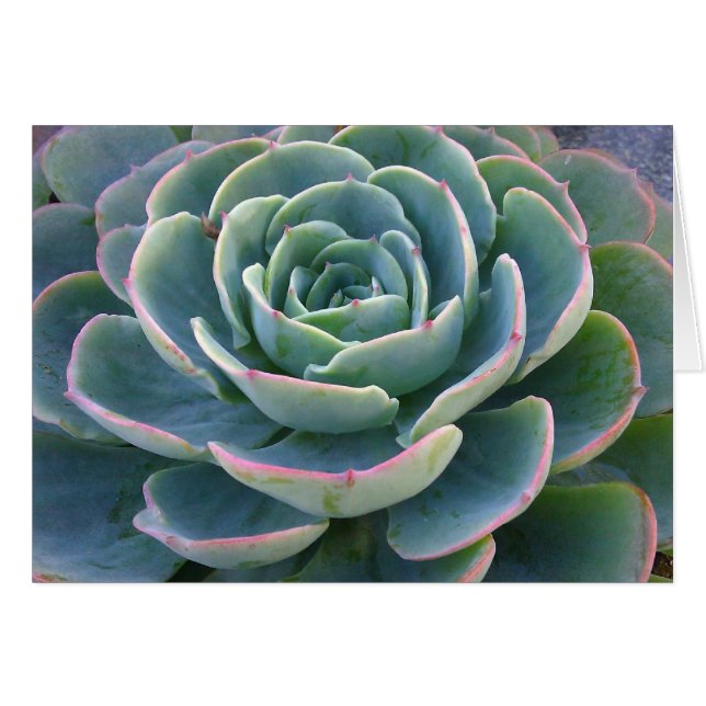 Green Succulent Card (Front Horizontal)