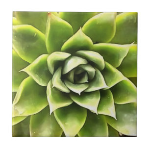 Green Succulent Close Up Cacti Art Tile