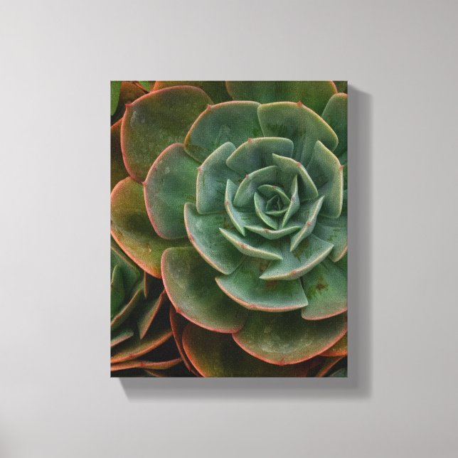 Green Succulent Flower Pattern Plant Photography Canvas Print (Front)