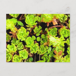Green Succulent Flowers Postcard