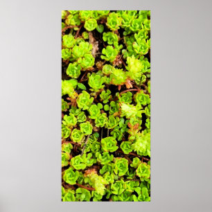 Green Succulent Flowers Poster
