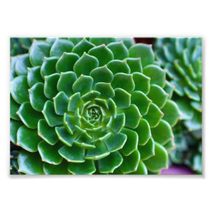 Green Succulent Photo Print