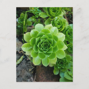 Green succulent postcard