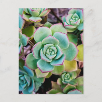 Green succulents with red outlines postcard