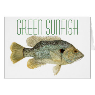 Green Sunfish