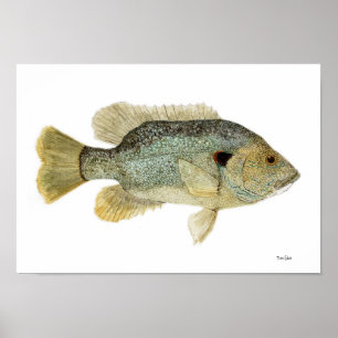 Green Sunfish Watercolor Study Poster