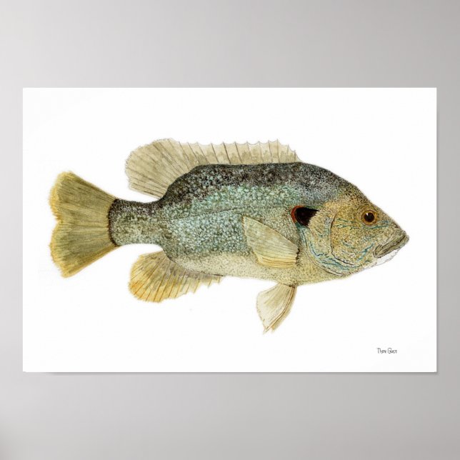 Green Sunfish Watercolor Study Poster (Front)