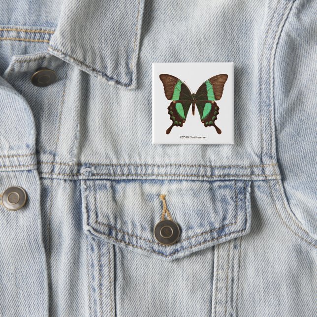 Green Swallowtail Butterfly 15 Cm Square Badge (In Situ)