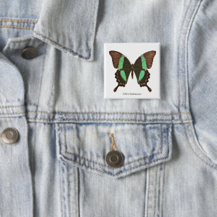 Green Swallowtail Butterfly 15 Cm Square Badge