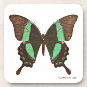 Green Swallowtail Butterfly Coaster
