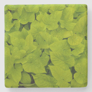 Green Sweet Potato Vine Texture, Stone Coaster
