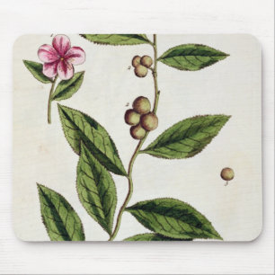 Green Tea, plate 351 from 'A Curious Herbal', publ Mouse Mat