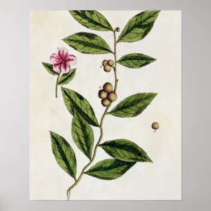 Green Tea, plate 351 from 'A Curious Herbal', publ Poster