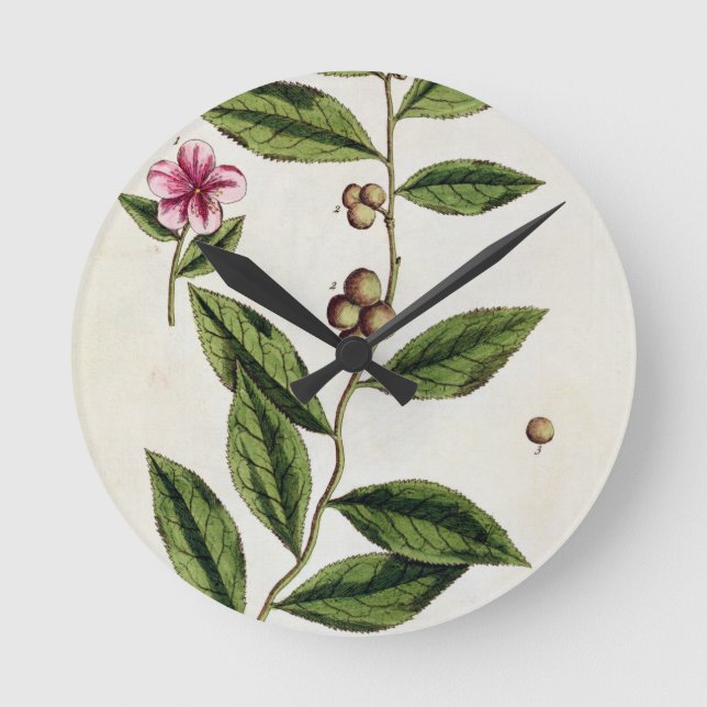 Green Tea, plate 351 from 'A Curious Herbal', publ Round Clock (Front)