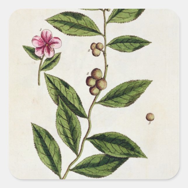 Green Tea, plate 351 from 'A Curious Herbal', publ Square Sticker (Front)