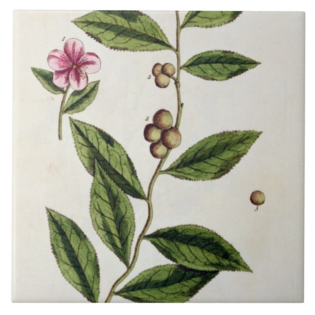 Green Tea, plate 351 from 'A Curious Herbal', publ Tile (Front)