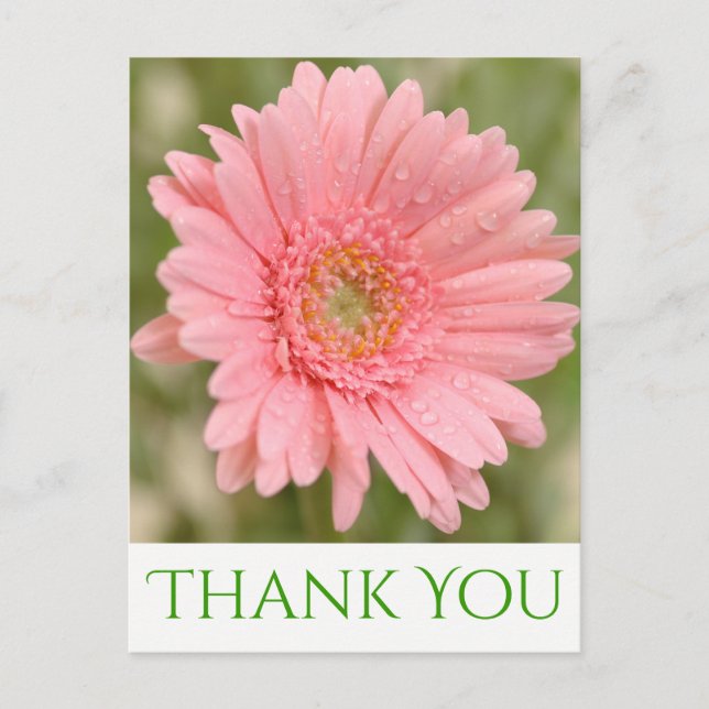 Green Thank You Pink Gerbera Daisy Flower Postcard (Front)