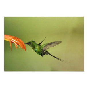 Green Thorntail Hummingbird, Cordillera Photo Print