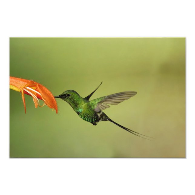 Green Thorntail Hummingbird, Cordillera Photo Print (Front)