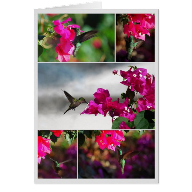 Green-throated Carib Hummingbird Collage (Front)