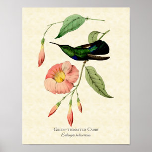 Green Throated Hummingbird Vintage Art Poster