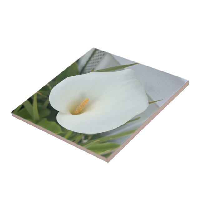 Green Thumb Garden Plant White Calla Lily Flower  Tile (Side)