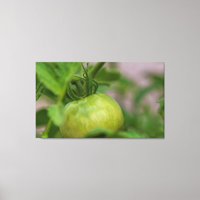 Green Tomato Canvas Print (Front)