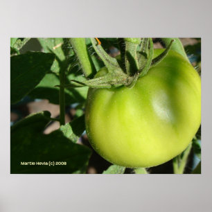 Green Tomato Poster