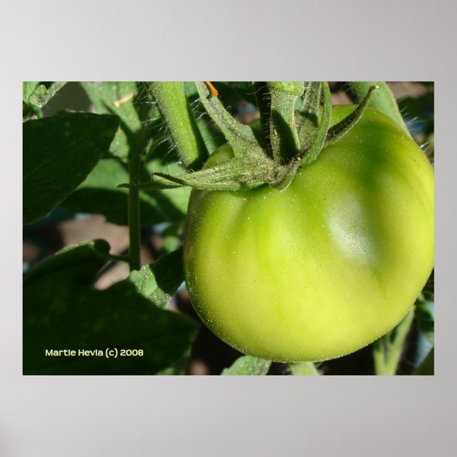 Green Tomato Poster (Front)