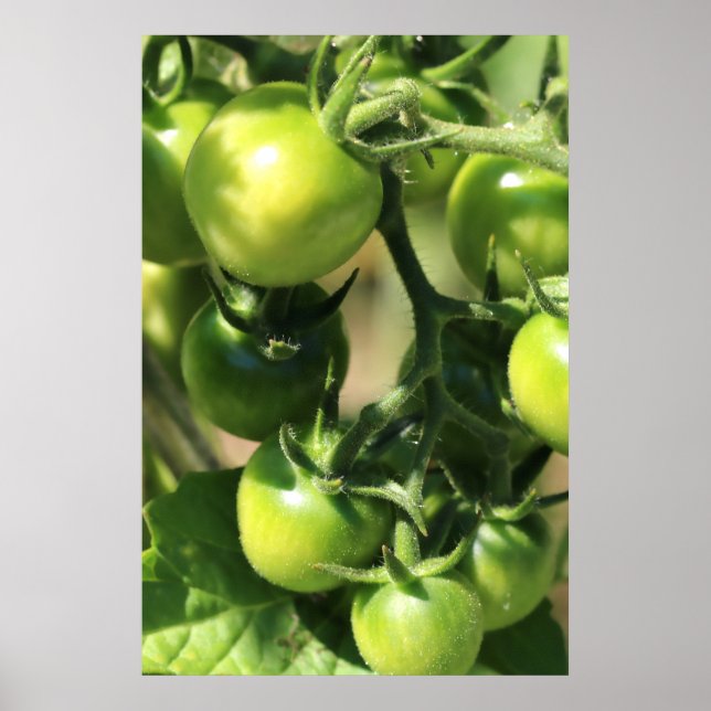 Green Tomatoes on the Vine Botanical Poster (Front)