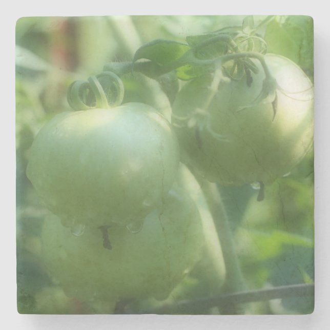 Green Tomatoes On The Vine Nature Stone Coaster (Front)