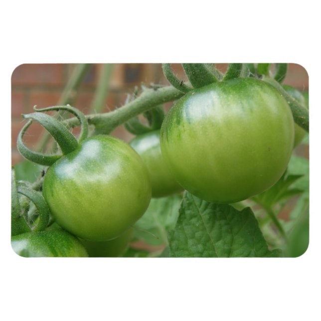 Green Tomatoes Premium Magnet (Horizontal)
