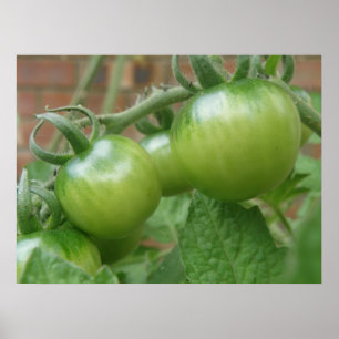 Green Tomatoes Print