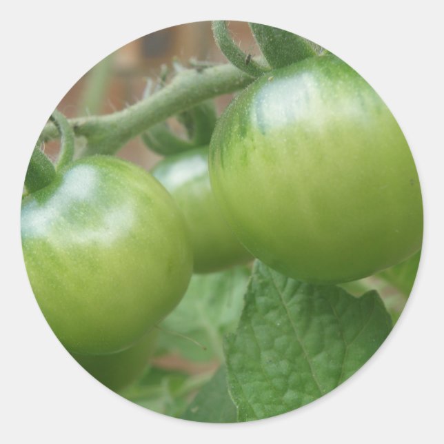 Green Tomatoes Stickers (Front)