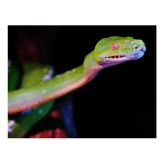 Green Tree Boa Stretching Postcard