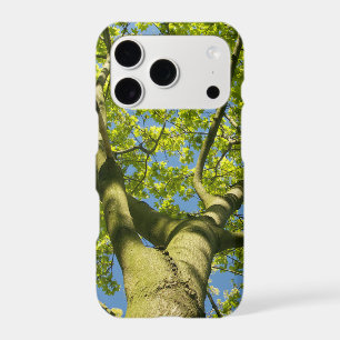 Green Tree Crown Photo with blue Sky -