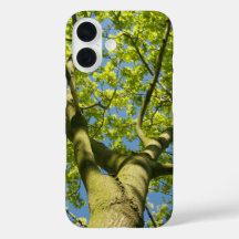 Green Tree Crown Photo with blue Sky -