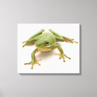 Green Tree Frog